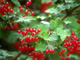 Berries