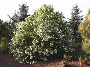 Snowball Bush