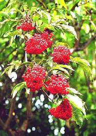 Red Elder Berries