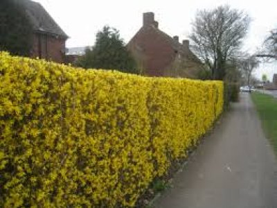 Hedge