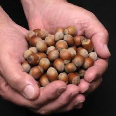 handfull of nuts