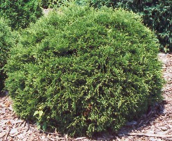 Hetz Midget Globe Cedar with Summer Foiliage