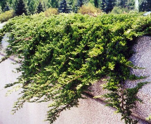 Prince of Wales Juniper Cascading Over a Retaining Wall