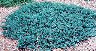 Blue ChipJuniper single plant