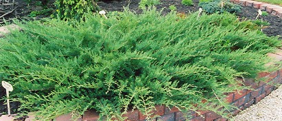 Blue Danube Juniper