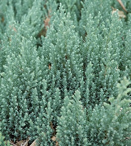 Blue Forest Juniper