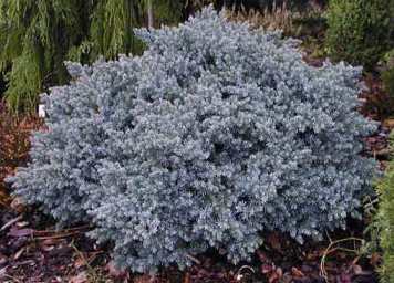 Blue Star Juniper