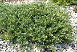 Andorra (Compact Plumosa) Juniper