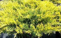 Gold Lace Juniper in summer