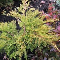 Newly Planted Golden Pfitzer Juniper