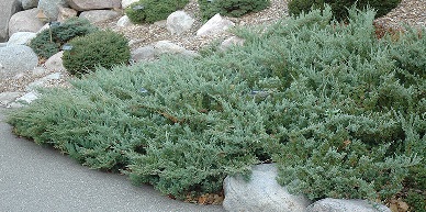 Hughes Juniper