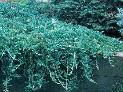 Cascading Over Retaining Wall