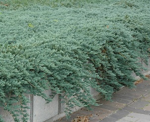 Icee Blue Juniper Cascading Over a Reatining Wall