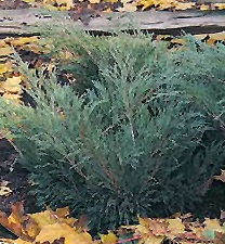 Newly Planted Savin Juniper 