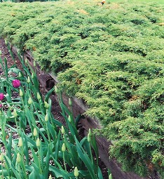 Skandia Juniper Hanging Over a Reatining Wall