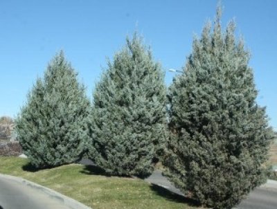 Group of Witchita Blue