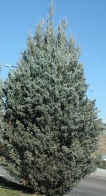 Mature Witchita Blue