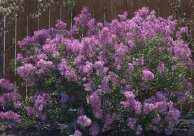 Mature Tree in Full Bloom