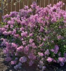 Boomerang Lilac In Full Bloom