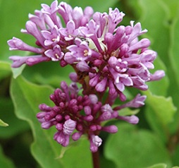 Charisma Lilac Flowers