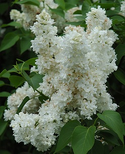 Double White Flowers of Madame Lemoine