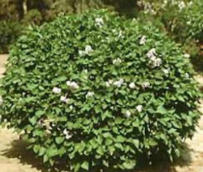 Mature Tree in Full Bloom