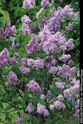 Mature tree in Bloom