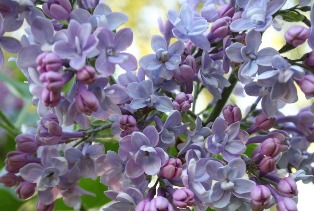 Paul Thirion Flowers