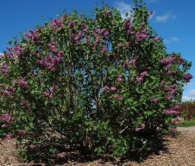 Mature Tree in Full Bloom