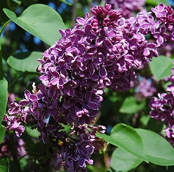 Sensation Lilac Blossums