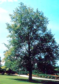 American Linden