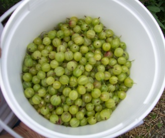 Pail of gooseberries