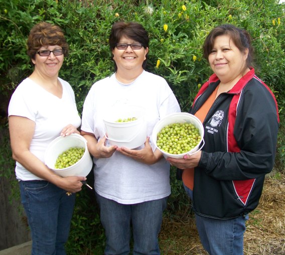 Some of the local ladies with a good feed of gooseberries