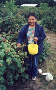 Picking Raspberries