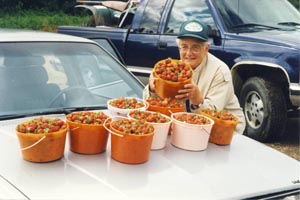 Many Buckets o' Strawberries
