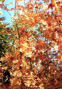 Fall Leaves