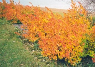 Summer Flowers and Leaves