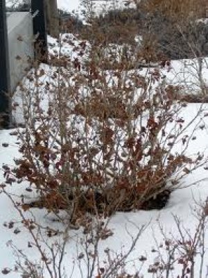Winter Shrub