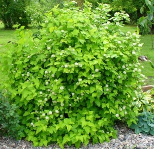 Dart's Gold Ninebark in Bloom