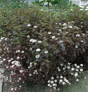 Diablo Ninebark in bloom