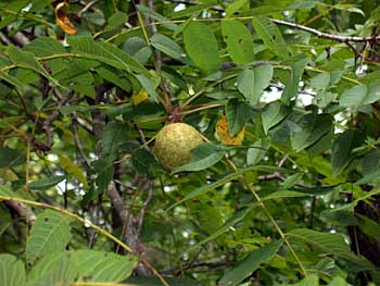 The Walnut Bush
