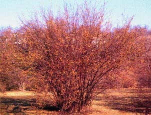 The Tree In The Fall