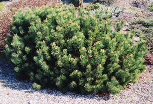 Dwarf Mugo Pine