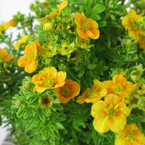 Mango Tango in Bloom