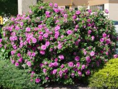 Mature Tree in Full Bloom