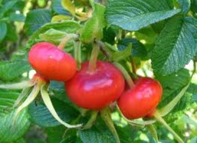 Rose Hips