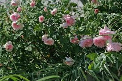 Mature Tree in Full Bloom