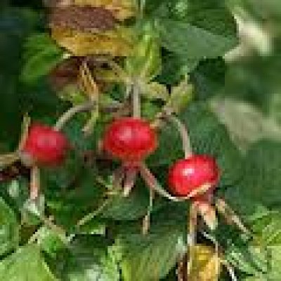 Rose hips