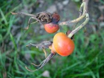 Rose Hips