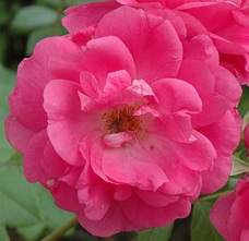 Morden Centennial Flower